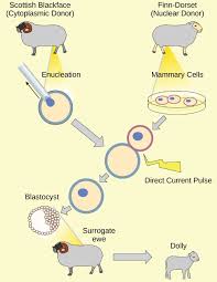 The industrialization of transgenic animals cloning is the process of replicating an identical gene, cell, or organism from a what is a transgenic organism? 17 1 Biotechnology Texas Gateway