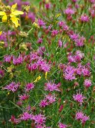 Image result for Vernonia smithiana