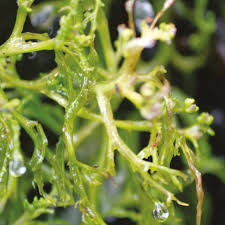 Image result for Podostemaceae