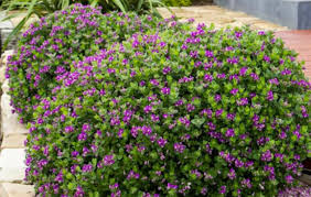 Image result for Polygala youngii