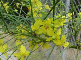 Image result for Parkinsonia aculeata