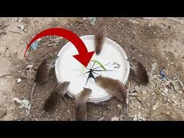 Best Simple Bucket Mouse Trap Rat Trap Deep Hole Rat Trap 2019 Youtube Rat Traps Bucket Mouse Trap Mouse Traps
