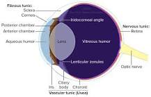 Image result for what are the three layers of the neural tunic of the eye wall