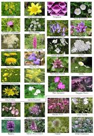 00f6de960aa7c597cfb836875bba922a Jpg 491 709 Pixels British Wild Flowers Wild Flowers Uk Wildflower Garden