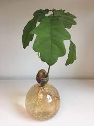 My Acorn Obsession Baltic Eye Acorn Acorns Grow Tea Garden