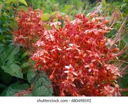 Image result for Pavetta rwandensis