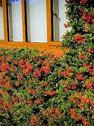 Image result for Pyracantha