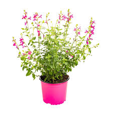 Votre terrain est en plein soleil ? Sauge Vivace Le Pot De 5 Litres Plantes Vivaces Jardin Botanic