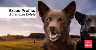 Individuals & rescue groups can belle is actually a hanging tree, or a mix between an australian kelpie, australian shepherd. Is The Australian Kelpie The Right Dog Breed For You