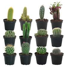 Ce cactus géant est de loin la plante la plus célèbre du désert de sonora et une icône de l'ouest sauvage. Cactuses Near Me