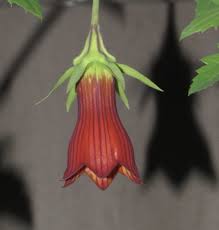 Image result for Canarina