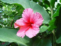 Hot Jungle Romance Butterfly Pavilion S Bug Bytes