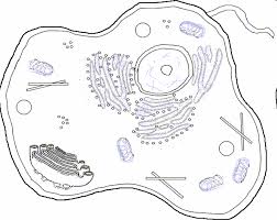Vacuoles in animal cells are many and small. Quia Cell Organelles