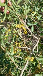 Image result for Searsia refracta