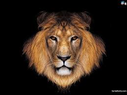 Download amoled lion backgrounds (hd wallpapers) to stylize your home screen and make it unique. Hd Lion Wallpapers Group 83