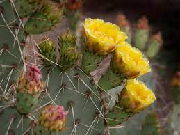 Cacti and other succulents face a variety of threats in their natural environment. Prickly Pear Cactus Hgtv