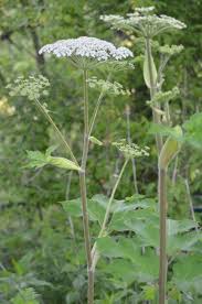 Image result for Heracleum