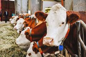 What Happens If You Don T Milk A Cow I Am Going Vegan