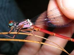 Image result for Megalastrum lanuginosum