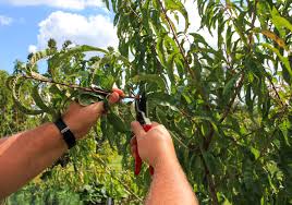 Image result for pruning plum trees