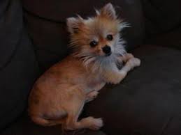 This tends to happen often when a dog has had steroids in the past or the dusting can easily be accomplished if you use a powdered sugar duster or an empty talcum powder bottle. Does Your Dog Suffer Black Skin Disease Alopecia X Dermagic