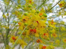 Yellow vase in palos verdes estates, ca. Palo Verde Trees Are Blooming Here Are 10 Things To Know About This Amazing Desert Plant Tucson Life Tucson Com