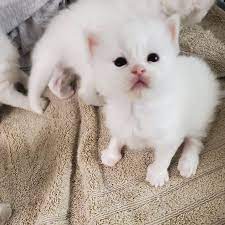 We act as an intermediary by allowing these sellers to advertise their cats on our website. Kittens For Sale In Indian Home Facebook
