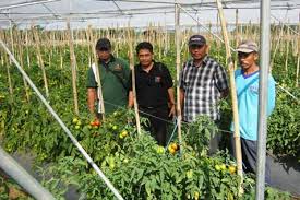 6 bulan masa transformasi transformasi tersebut dituangkan oleh anand krishna dalam buku ananda's neo self empowerment. Pelatihan Petani Cabai Dan Bawang Merah Telat 2 Jam Ekonomi Bisnis Com