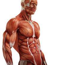 Learn anatomy faster and remember everything you learn. Obliques Chest Arm Human Muscle Anatomy Anatomy Reference Anatomy Images