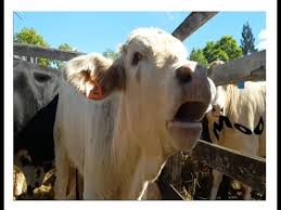 🐄 🐮 Cow Sound Effect 🔊 , Lowing, Mooing, Moo 🗣️ - Sonido / Mugido de  Vaca, Vacas Mugiendo Muu 🎤 - YouTube