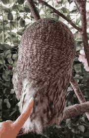Share the best gifs now >>> Owl Turning Head Gif Owl Turninghead Rotatehead Discover Share Gifs