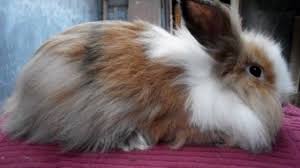Check spelling or type a new query. 13 Tanda Kelinci Anggora Sakit Yang Harus Diketahui Arenahewan Com