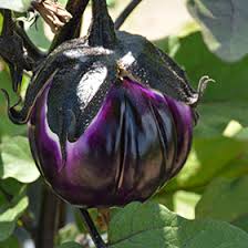 Image result for Solanum melongena