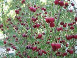 Boronia Megastigma Jpg Natural Habitat Is Areas Of Southwest Western Australia Plants Australian Plants Native Plants