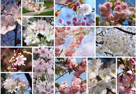 Currently, there are 3,770 cherry trees in d.c. There Are Hundreds Of Varieties Of Cherry Blossom Trees In The World Do You Know How To Tell The Differen Cherry Blossom Tree Cherry Blossom Dc Blooming Trees