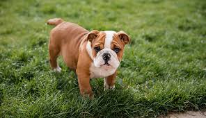 Now that you have a better understanding of your bulldog's nutritional needs, you're ready to start shopping for dog food! Bulldog Puppies Ownership Guide Purina Australia