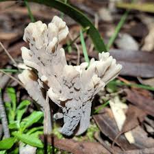 Image result for Clavulina cinerea