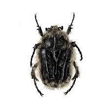 Image result for Tropinota hirta