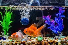 Sehingga tetap bisa menjaga situasi di dalam aquarium. Hilangkan Stres Dengan Akuarium Ikan Hias Halaman 1 Kompasiana Com