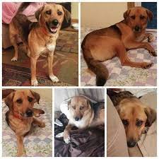 The shelties live in our network of volunteers' homes. Lost Dog German Shepherd Dog Des Moines Ia United States 50310 Losing A Dog Dog German Shepherd German Shepherd Dogs