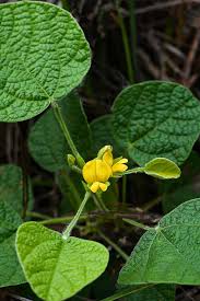 Image result for Rhynchosia micrantha