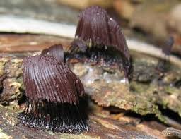 Image result for Stemonitis splendens