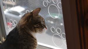 Kedi Sinekligi Ankara Egepen