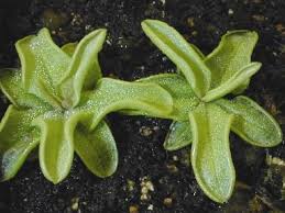 Tes pinguicula sont tous en fleurs lulu citation : Growing Warm Temperate Pinguicula Icps