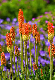 Image result for Kniphofia thomsonii