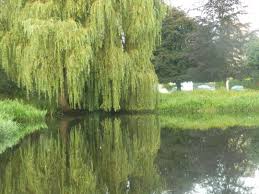 Make sure you water your willow frequently in the first year after you plant it. Water Under The Willow Tree By Sean1572 On Deviantart