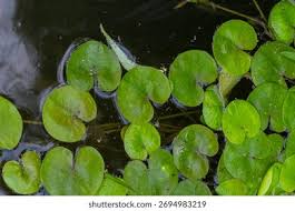 Image result for Hydrocharitaceae