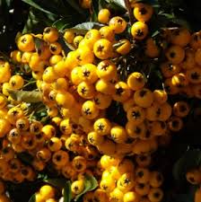 Image result for Pyracantha coccinea golden charmer