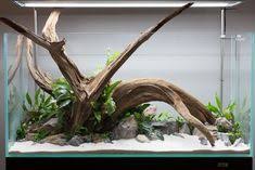 Building a lucky bamboo betta aquarium! 450 Aquascape Ideas Aquascape Aquascape Aquarium Fish Tank