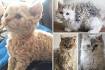 These Curly Haired Cats Are All Descended From One Rescue ...